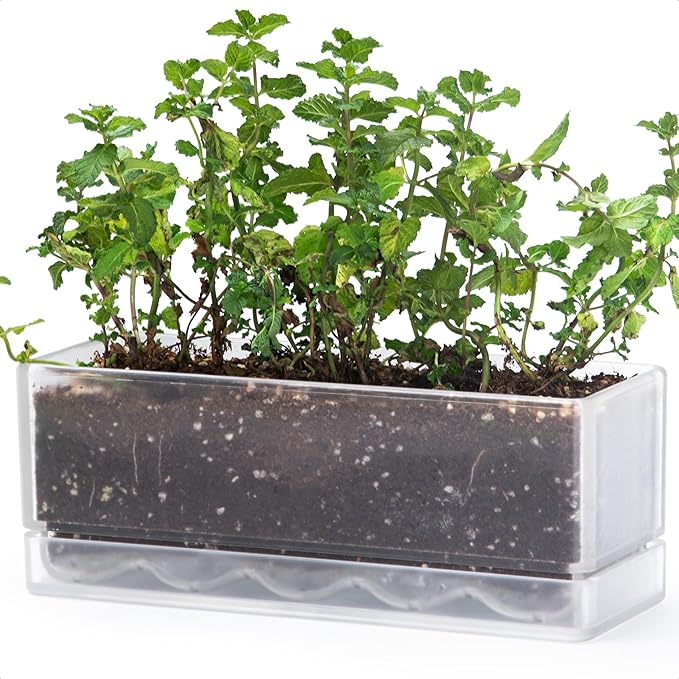 D'vine Dev 12 Inch Window Box Planter, Rectangle Plastic Herb Planter with Drainage Holes and Saucer, Indoor Succulent Cactus Vegetable Pot for Windowsill, Garden Balcony, Clear, Set of 1, 76-X-D-1