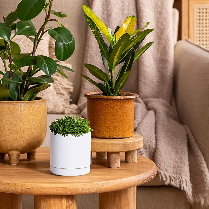 D'vine Dev 3.5 Inch Ceramic Planter Pot with Drainage Hole and Saucer, Indoor Cylinder Round Planter Pot, White, 94-O-A-1