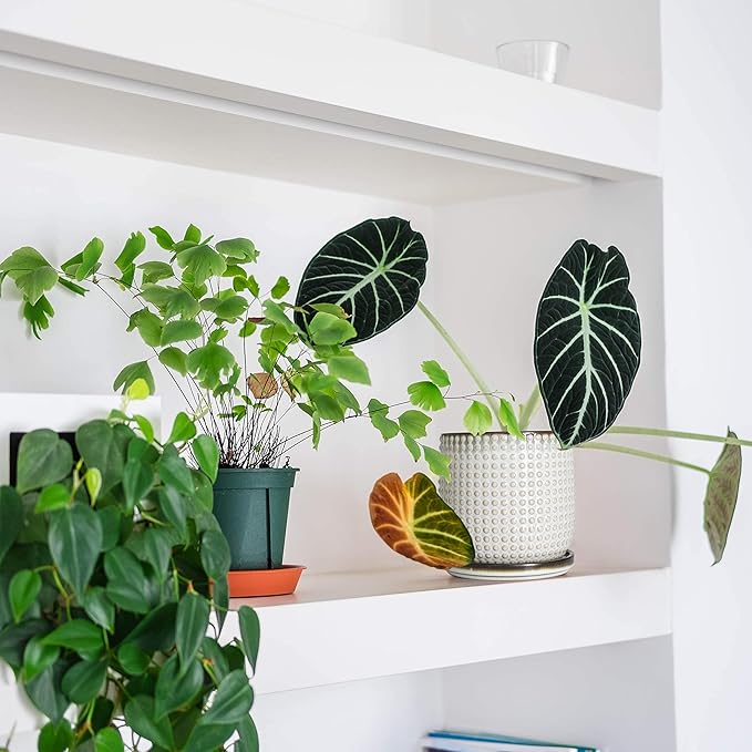 D'vine Dev 4 Inch Ceramic Beaded Stoneware Planter Pot - Flower Pot with Drainage Holes and Saucers for Indoor Succulent Plants or Flowers, Smoked White, 27-C-Z-1