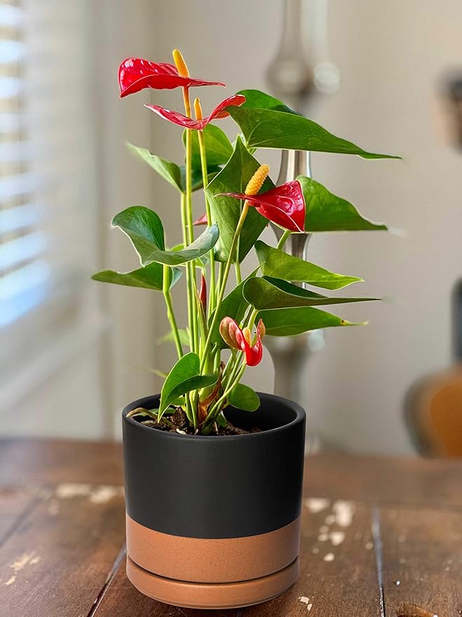 D'vine Dev Set of 4 Small Ceramic Plant Pots, 4.6 Inch Succulent Planter Pot for Plants with Drainage Hole and Saucer, Black/Speckled Tan, 94-X-B-7