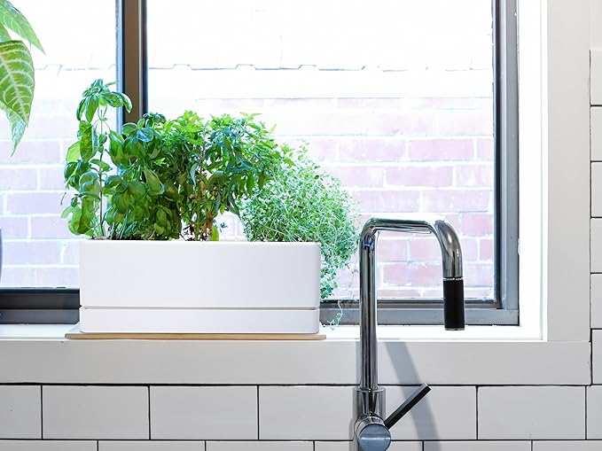 D'vine Dev 12 Inch Window Box Planter, Rectangle Plastic Herb Planter with Drainage Holes and Saucer, Indoor Succulent Cactus Vegetable Pot for Windowsill, Garden Balcony, White, Set of 1, 76-X-A-1