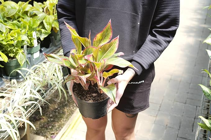 Aglaonema Plant Potting Soil - All-Natural Blend for Thriving Aglaonema Plants - Boosts Root Health and Distinctive Foliage - 10 Quart