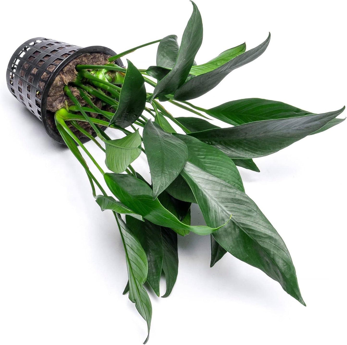 Anubias Live Aquarium Plants - Potted Freshwater Plant for Fish Tanks, Terrariums - Beginner Friendly Low Light (Lanceolata, Mother Plant)