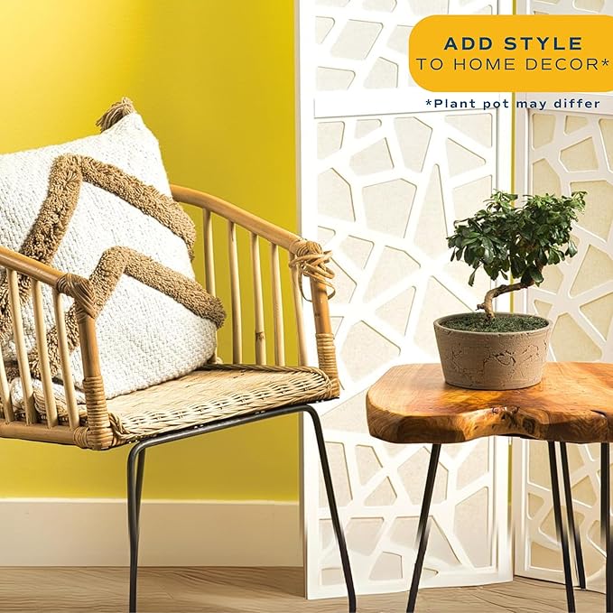 Costa Farms Mini Bonsai Tree, 1-Year Old Grower's Choice Live Indoor Plant, Easy to Grow Houseplant in Indoor Plant Pot, Potting Soil, Room and Home Decor, Birthday, Housewarming Gift, 10-Inches Tall