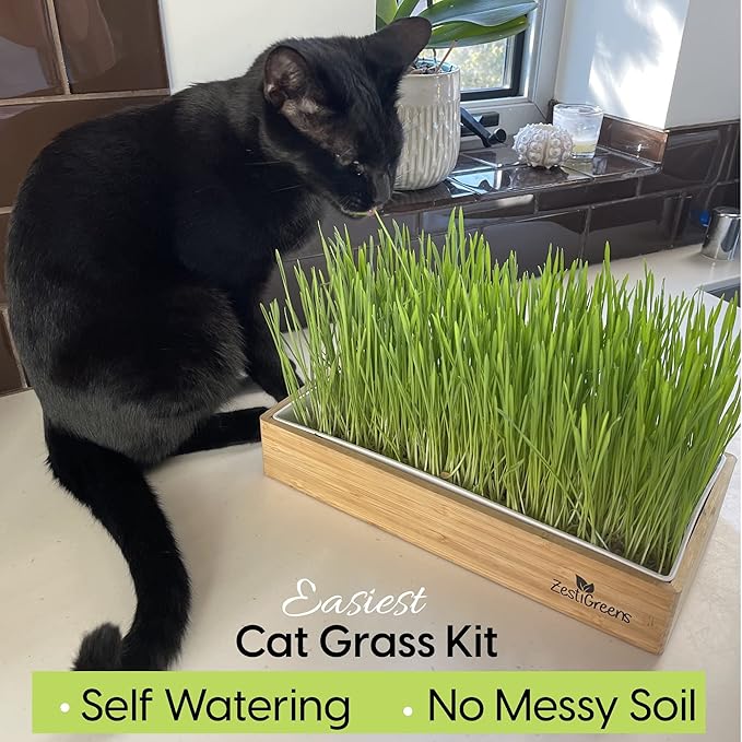 Cat Grass Refills for Self Watering Cat Grass Kit - 4 Mats and 4 Cat Grass Seed Packets (Cat Grass Refill Kit)