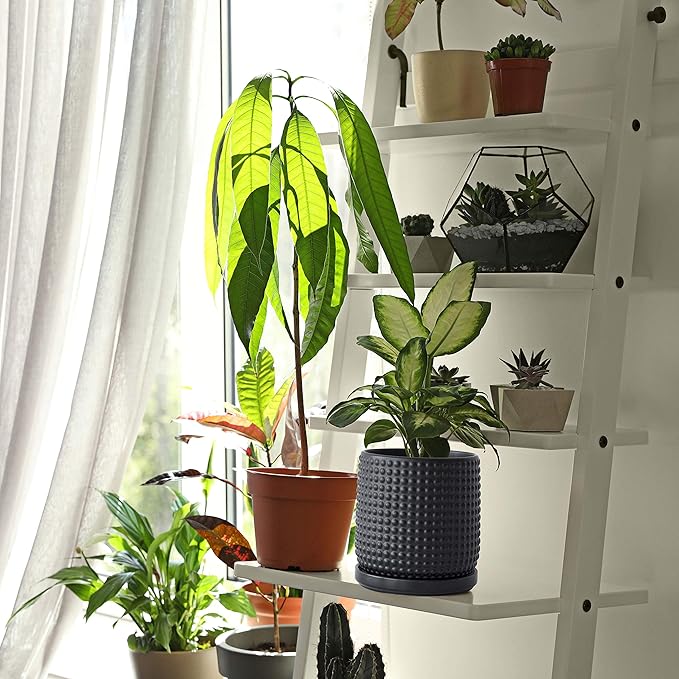 D'vine Dev Set of 2 Ceramic Plants Pots, 6 Inch Beaded Stoneware Flower Pot for Plants with Drainage Hole and Saucer, Ebony Matte, 27-E-X-6