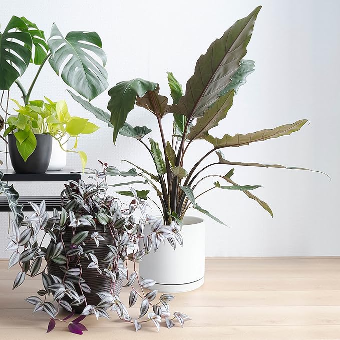 D'vine Dev 10 Inch Ceramic Planter Pot with Drainage Hole and Saucer, Indoor Cylinder Round Planter Pot, White, 94-O-E-1